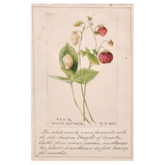 Antique Fine 1860's English Botannical Watercolour Drawing Strawberries from a Castle
