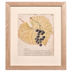 Antique Fine 1860's Botannical Watercolour Drawing - Isabella Grapes on the Vine