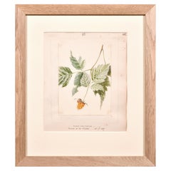 Fine aquarelle botanique des années 1860 - Peinture de Rubus Spectabilis peinte en 1867