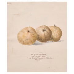 Fine aquarelle botanique du 19ème siècle représentant un dessin en aquarelle de Ne Plus Meuris, datée de 1863, Kent