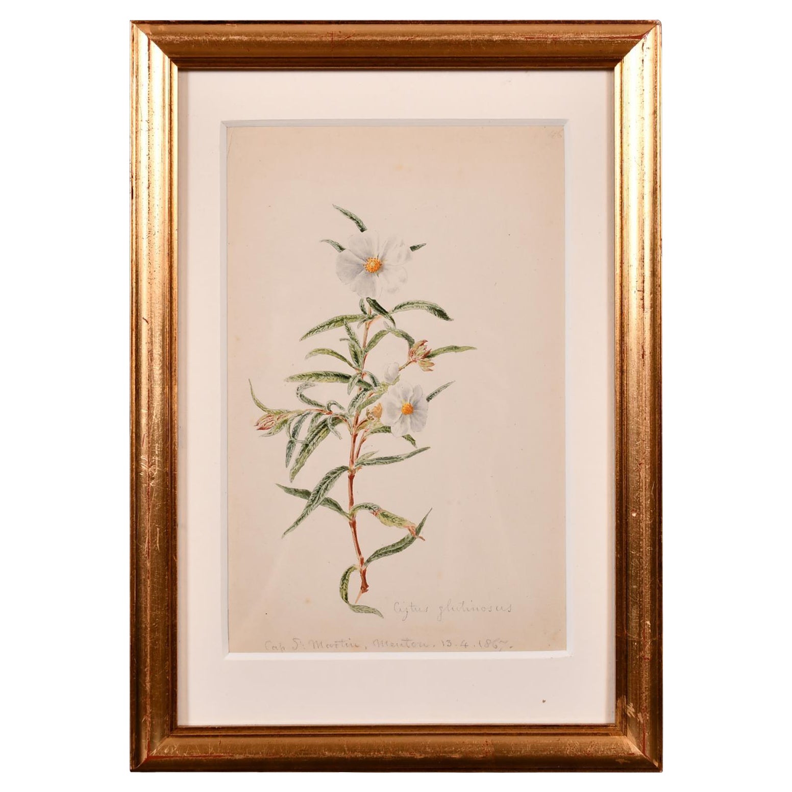 Fine 1860's Botannical Watercolour Drawing, Painted in 1867 on the Cote D'Azur For Sale