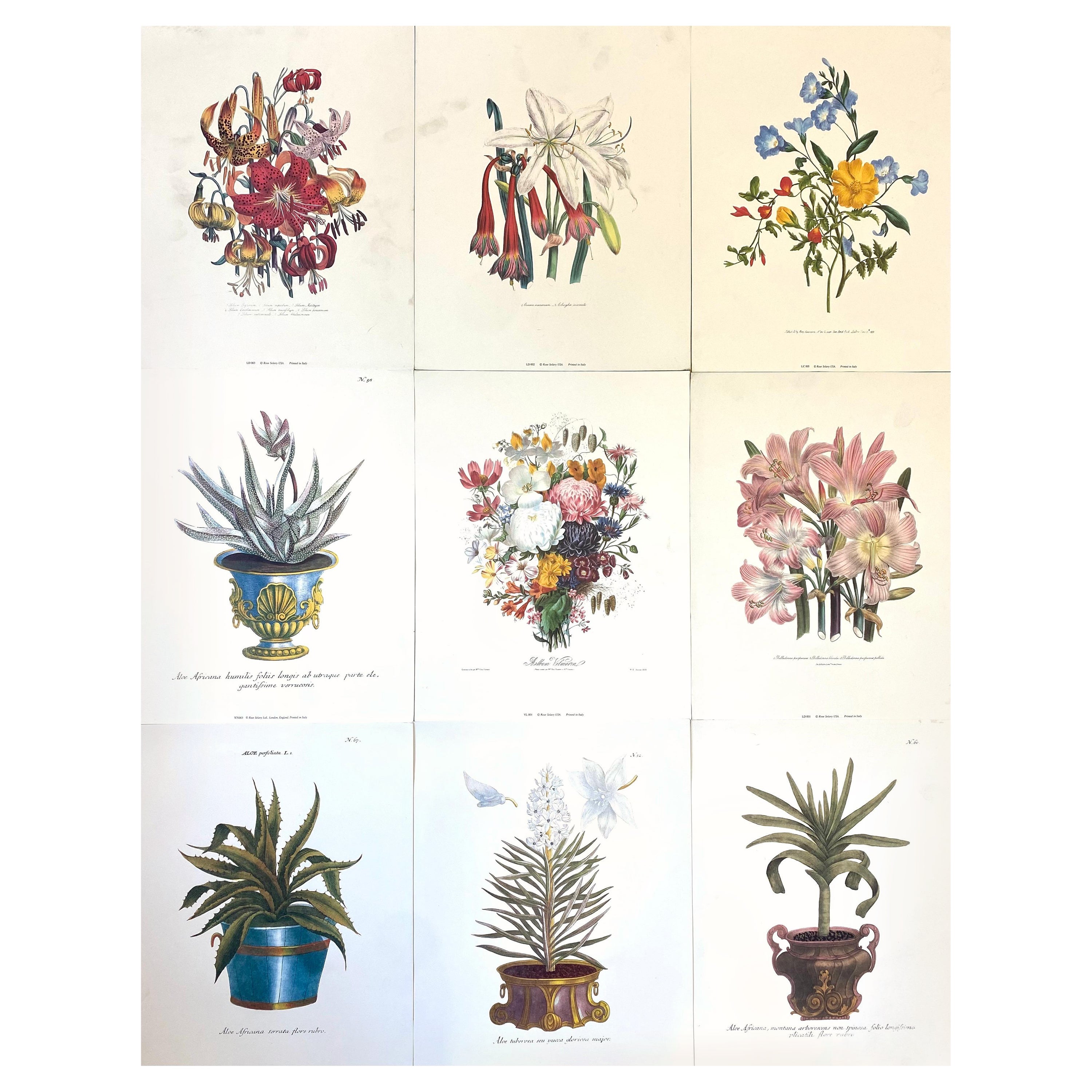 Ensemble de neuf tirages botaniques colorés à motifs floraux, idéal projet mural pour une galerie