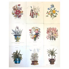 Vintage Set of Nine Botanical Floral Colored Prints, Ideal Gallery Wall Project