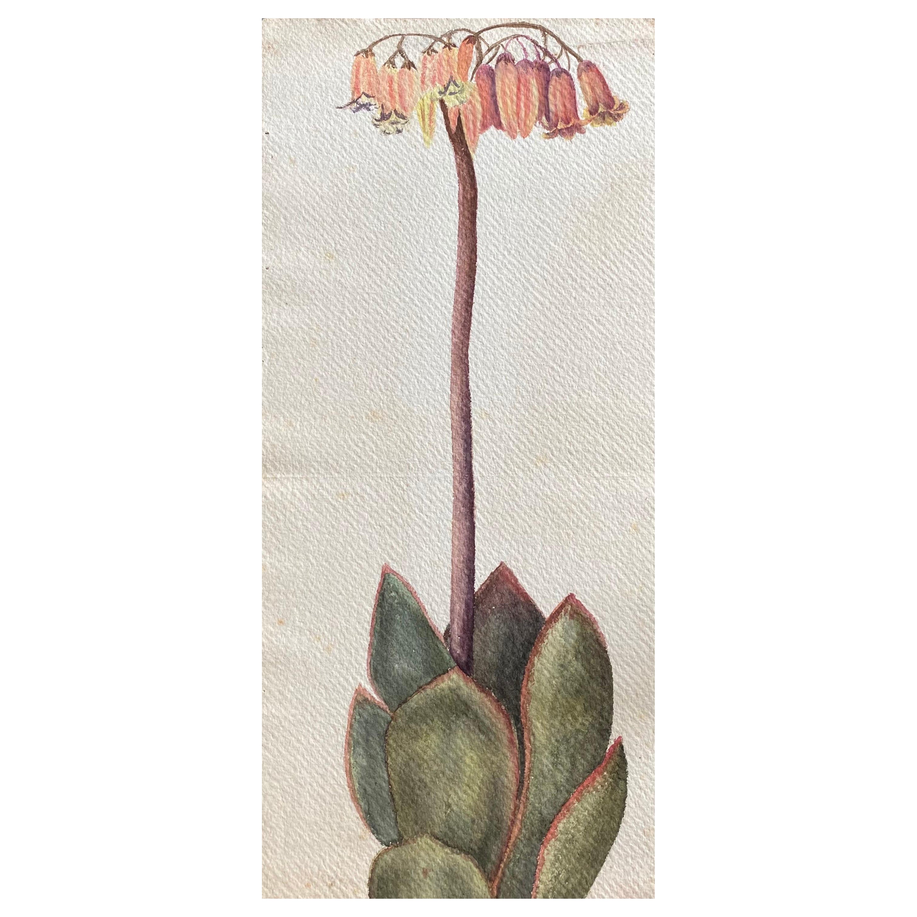 Belle peinture à l'aquarelle anglaise ancienne de fleurs botaniques, vers 1900 en vente