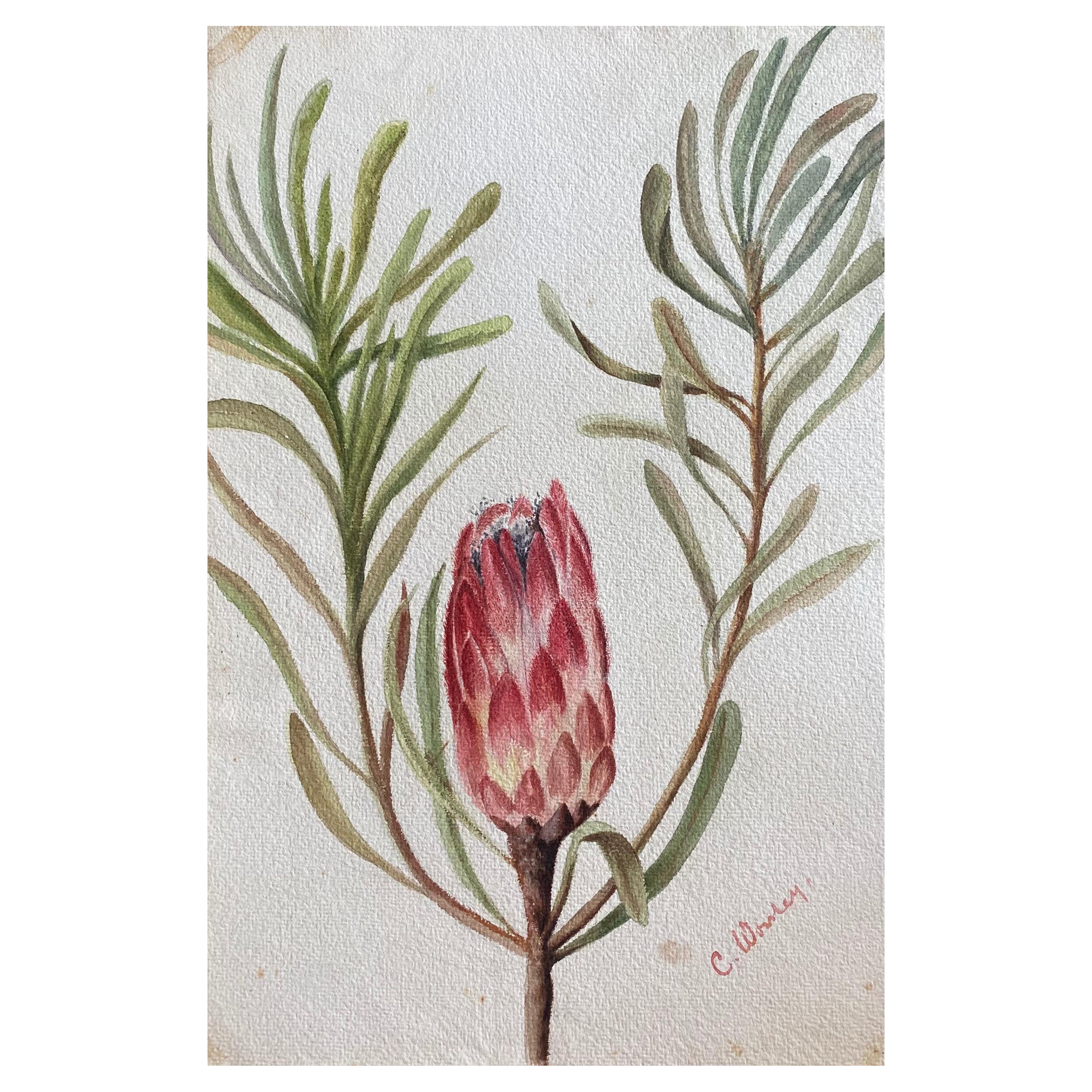 Fine Antique British Botannical Watercolour Painting, circa 1900's Pink & Green For Sale