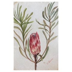 Antikes britisches Botanisches Aquarellgemälde, ca. 1900er Jahre, Rosa und Grün