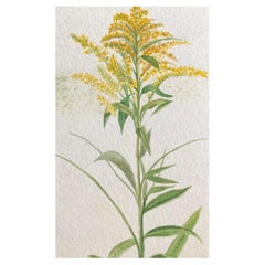 Feines antikes britisches botanisches Aquarell, um 1900, Gelbtöne