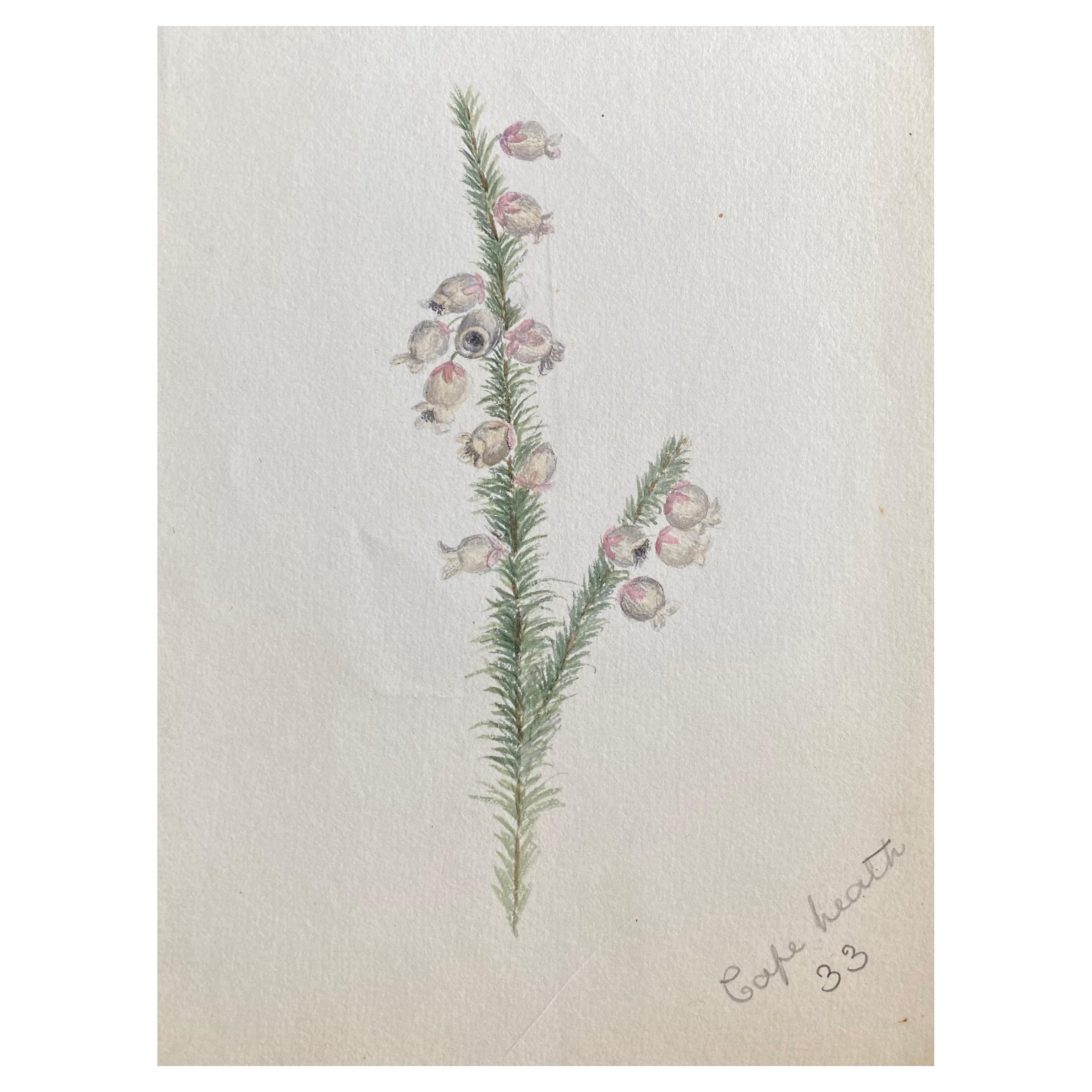 Fine Antique British Botannical Plant Watercolour Painting, circa 1900's For Sale