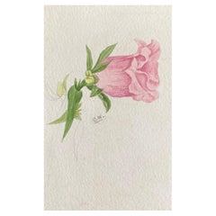 Pintura Botánica Antigua Británica a la Acuarela, circa 1900's