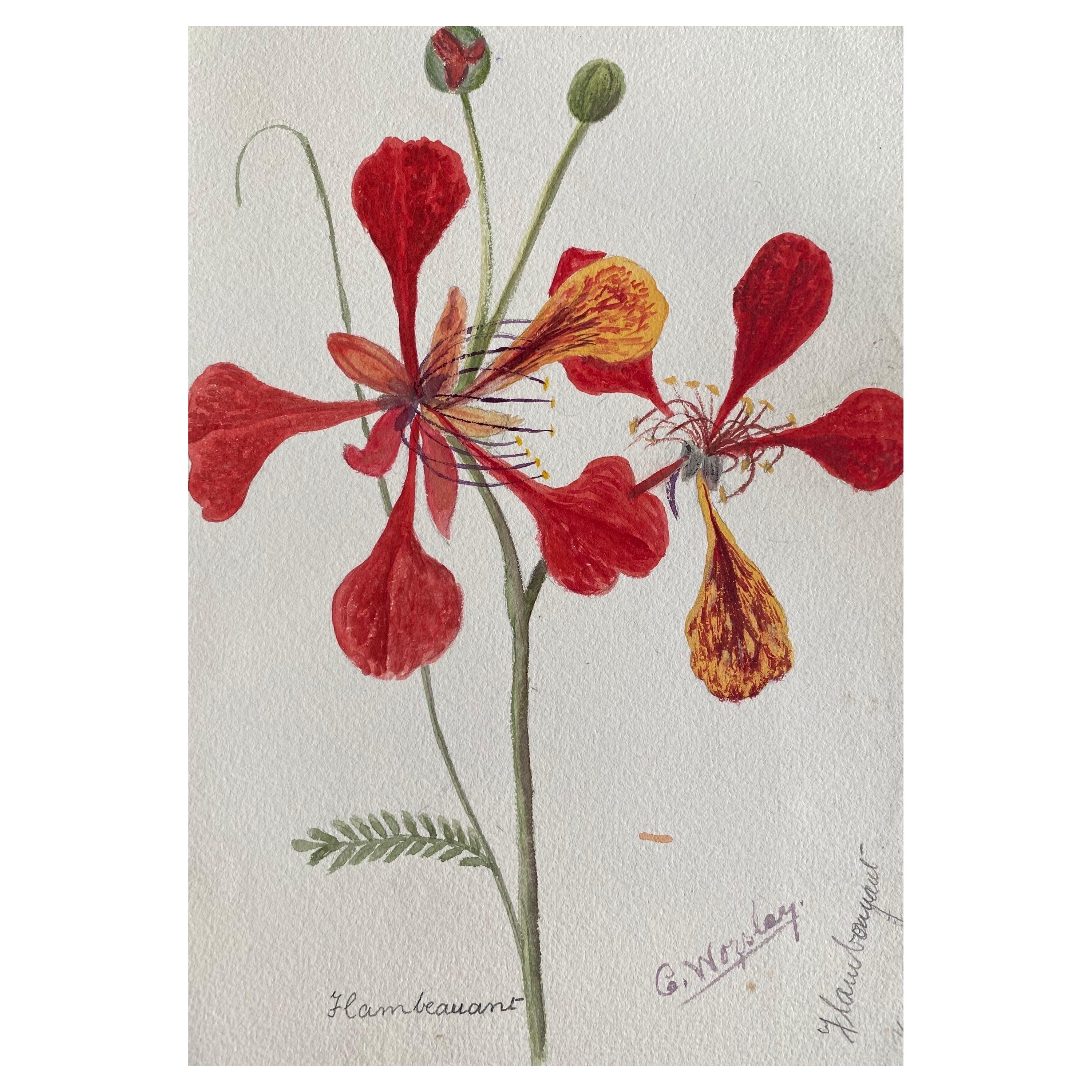 Belle peinture à l'aquarelle abstraite britannique ancienne de style bohémien, fleurs rouges des années 1900 en vente