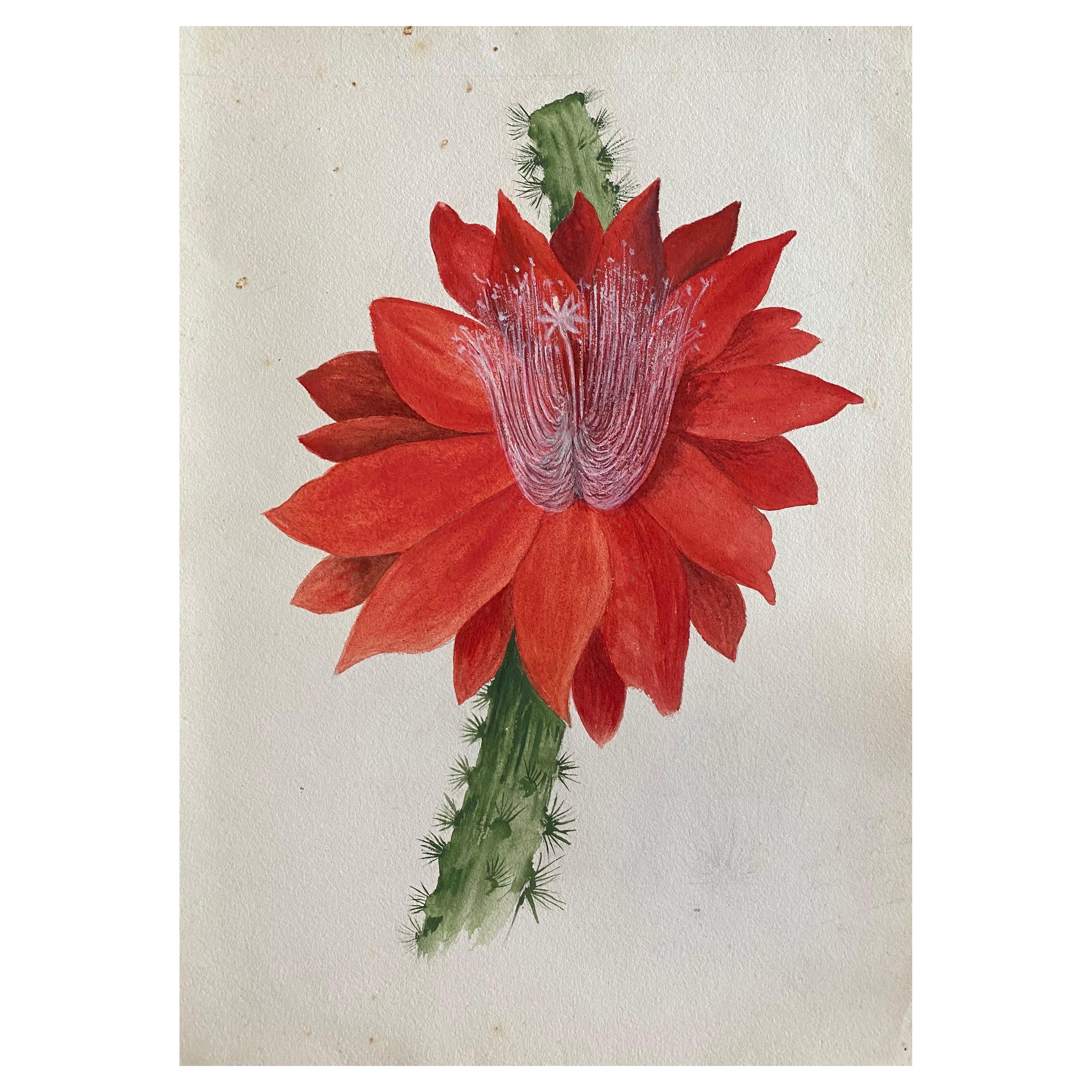 Belle peinture à l'aquarelle abstraite britannique ancienne de style bohémien, fleur rouge, vers 1900