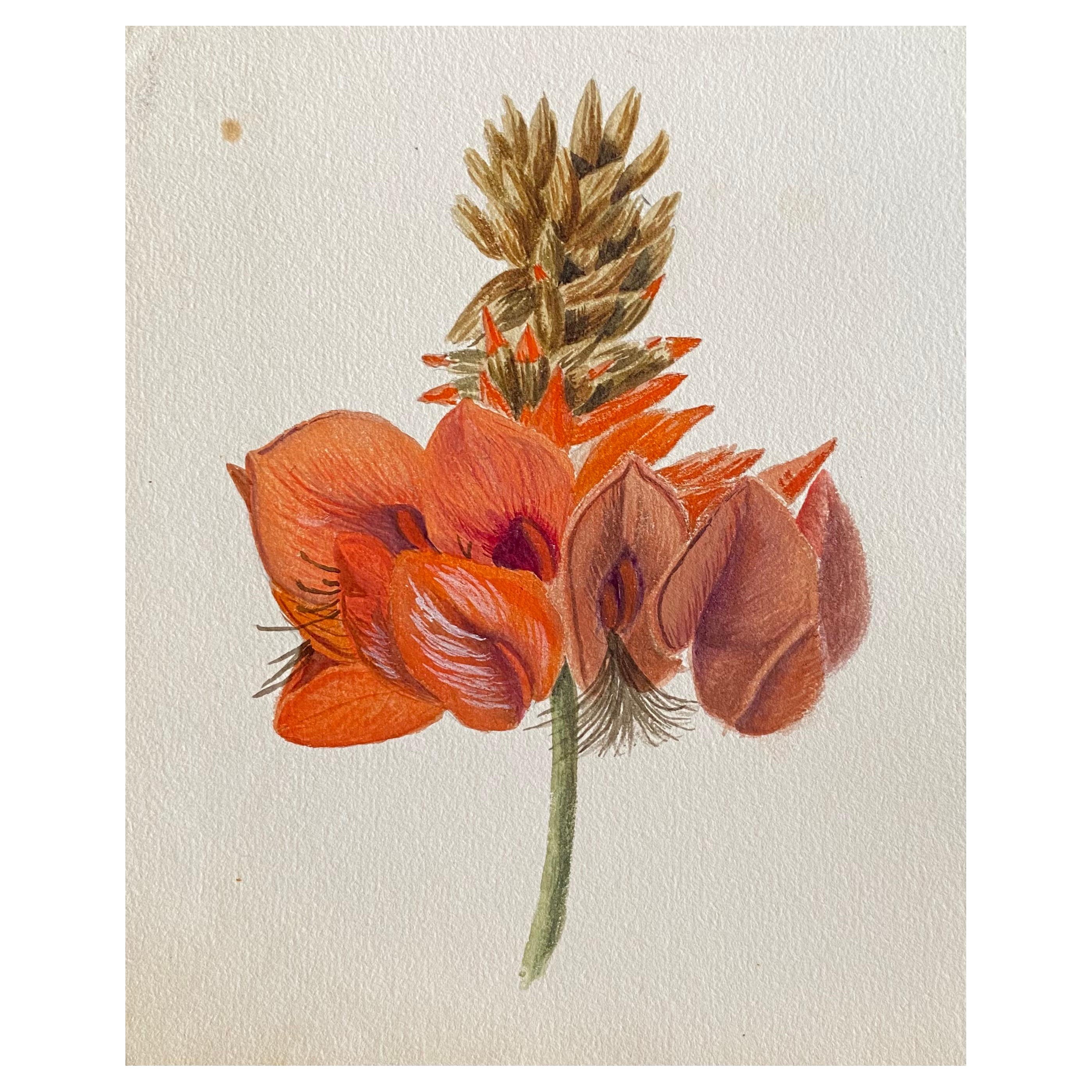 Pintura Botánica Antigua Británica a la Acuarela, circa 1900's