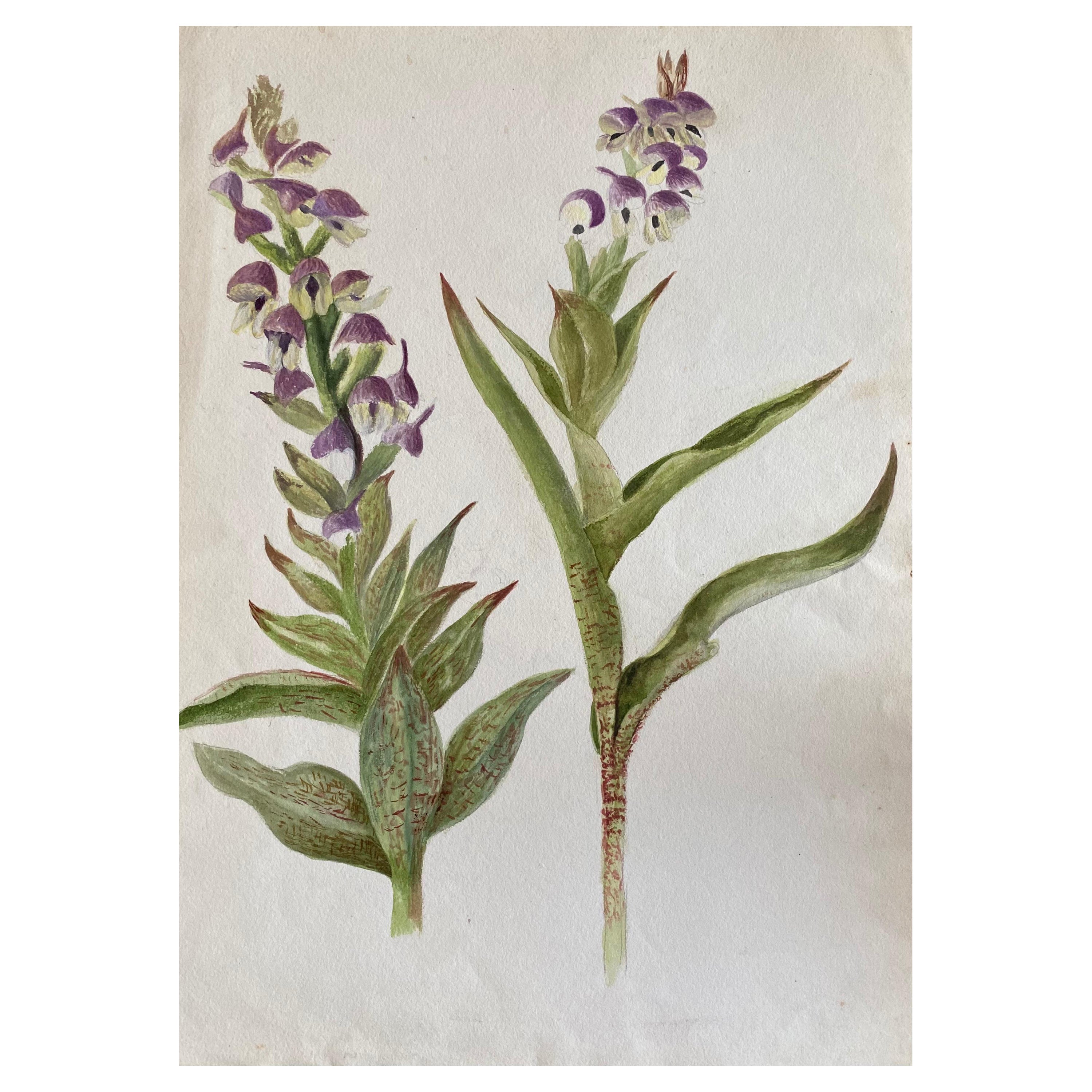 Pintura Botánica Antigua Británica a la Acuarela, circa 1900's en venta