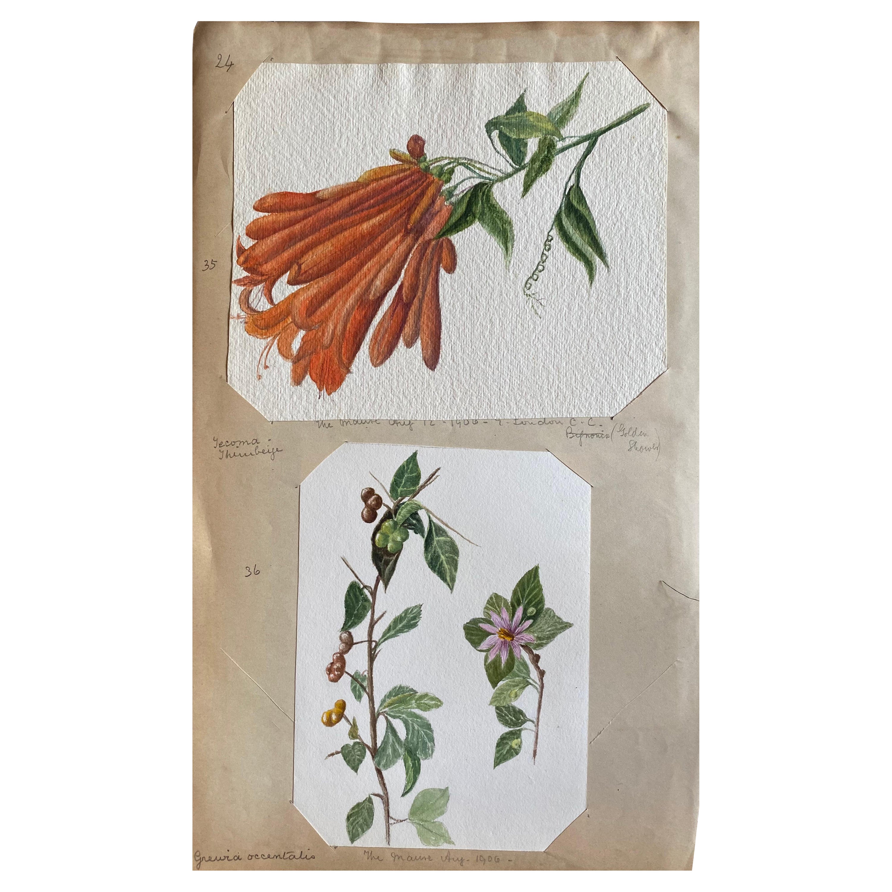 Set von zwei feinen antiken britischen Botanischen Aquarellgemälden, um 1900 im Angebot