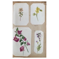 4x feines antikes britisches Botanisches Aquarellgemälde, um 1900 