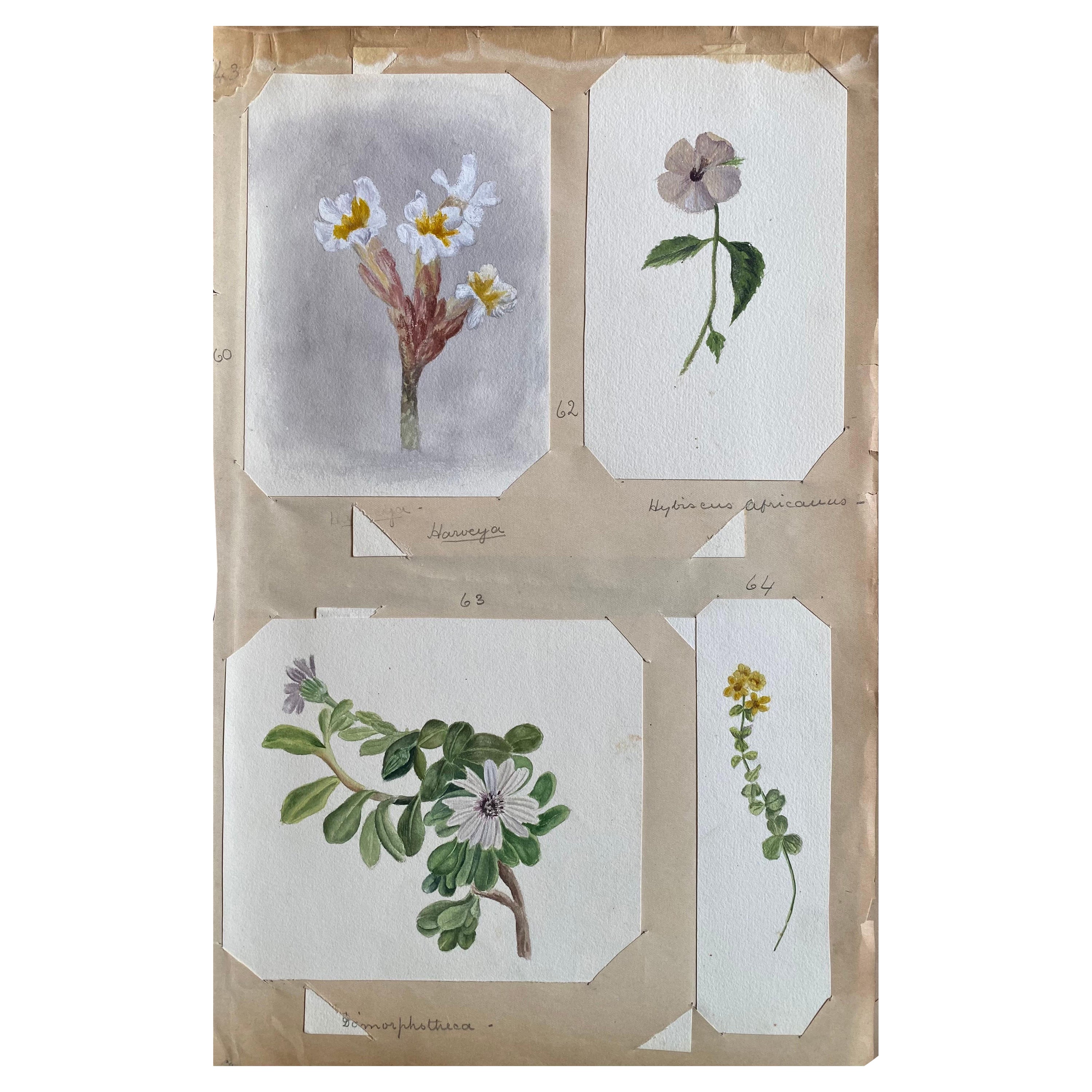 4 belles aquarelles botaniques britanniques anciennes, vers 1900  en vente