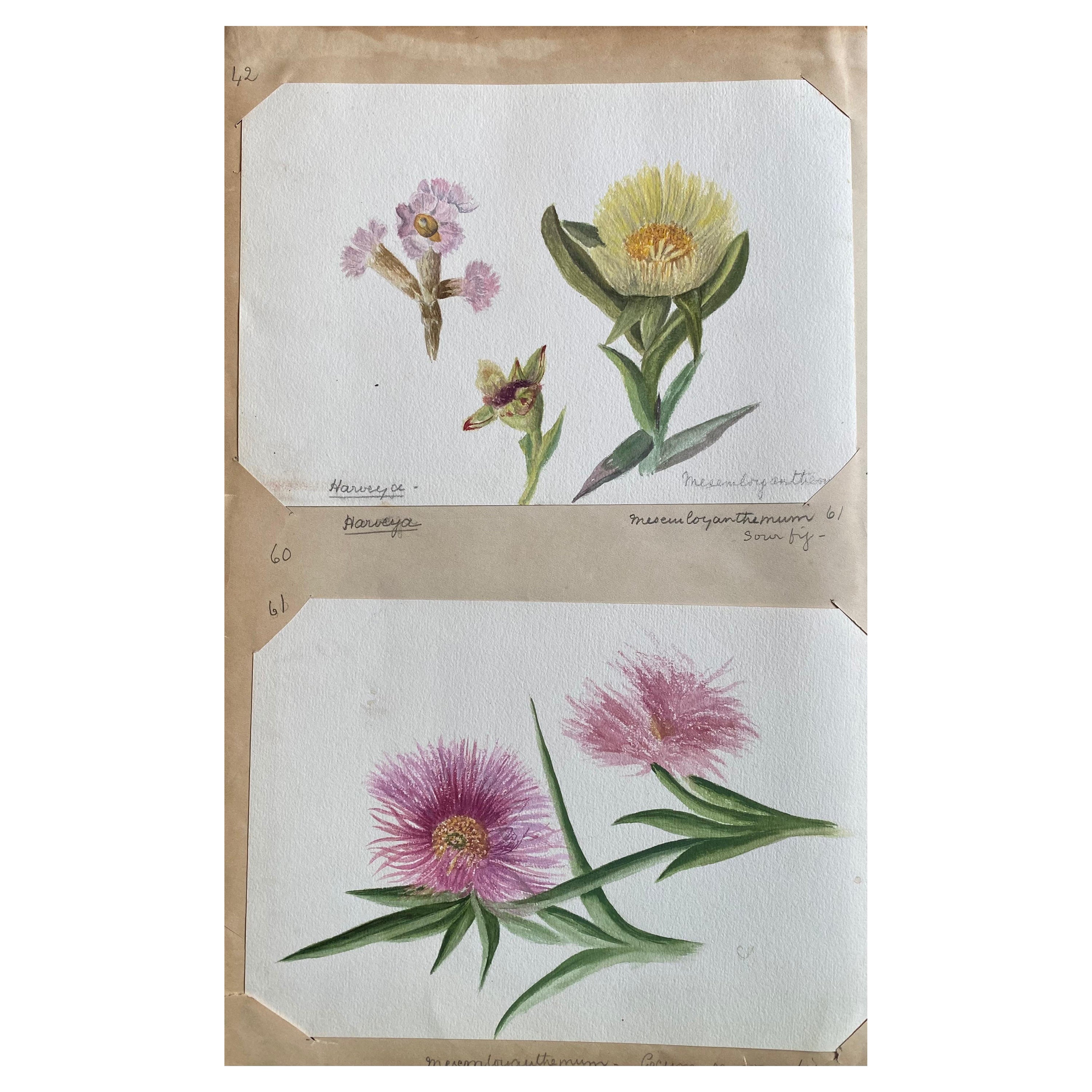 Set von zwei feinen antiken britischen Botanischen Aquarellgemälden, um 1900 im Angebot