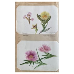 Set of Two Fine Antique British Botannical Watercolour Painting, circa 1900's