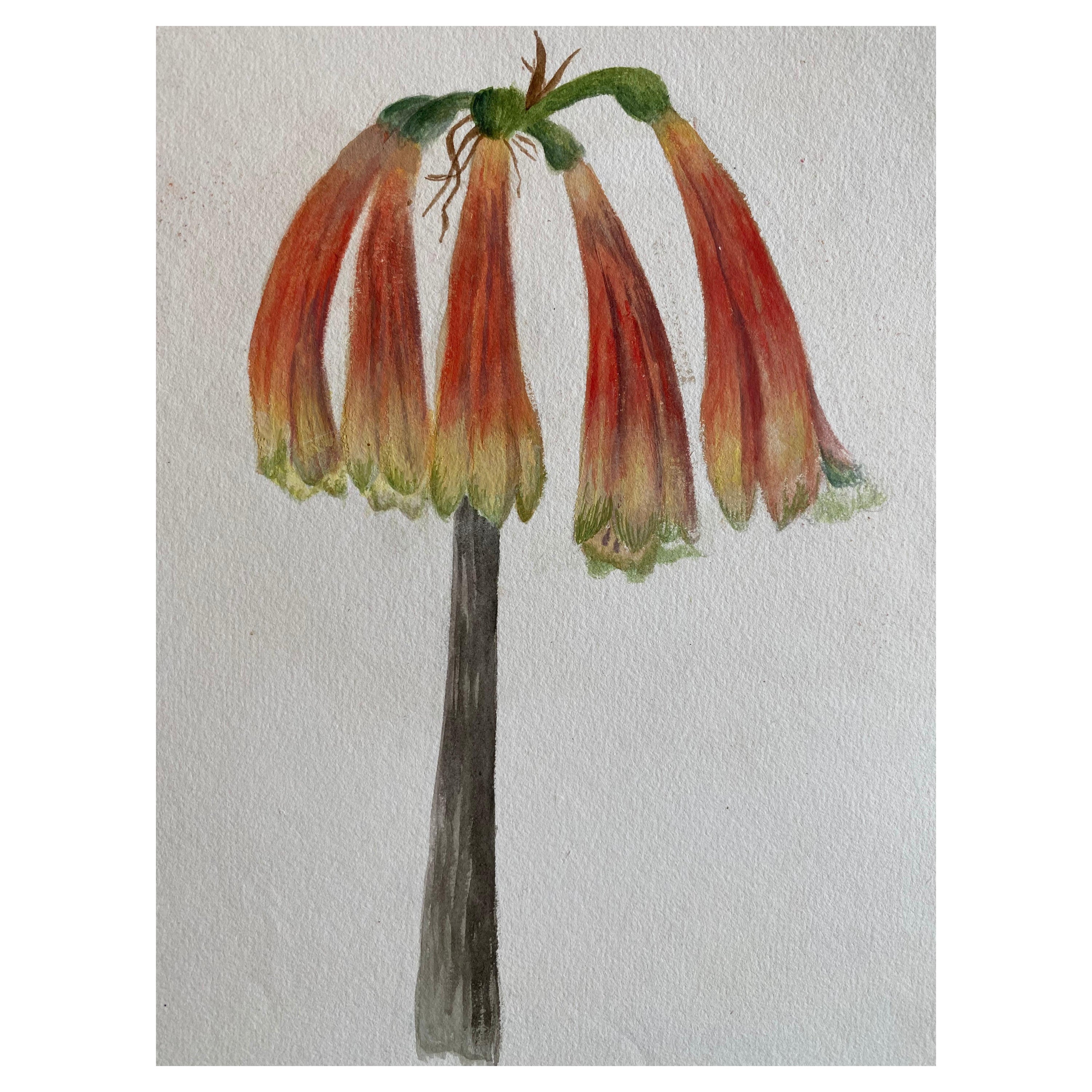 Feines antikes britisches botanisches Aquarell, circa 1900er Jahre