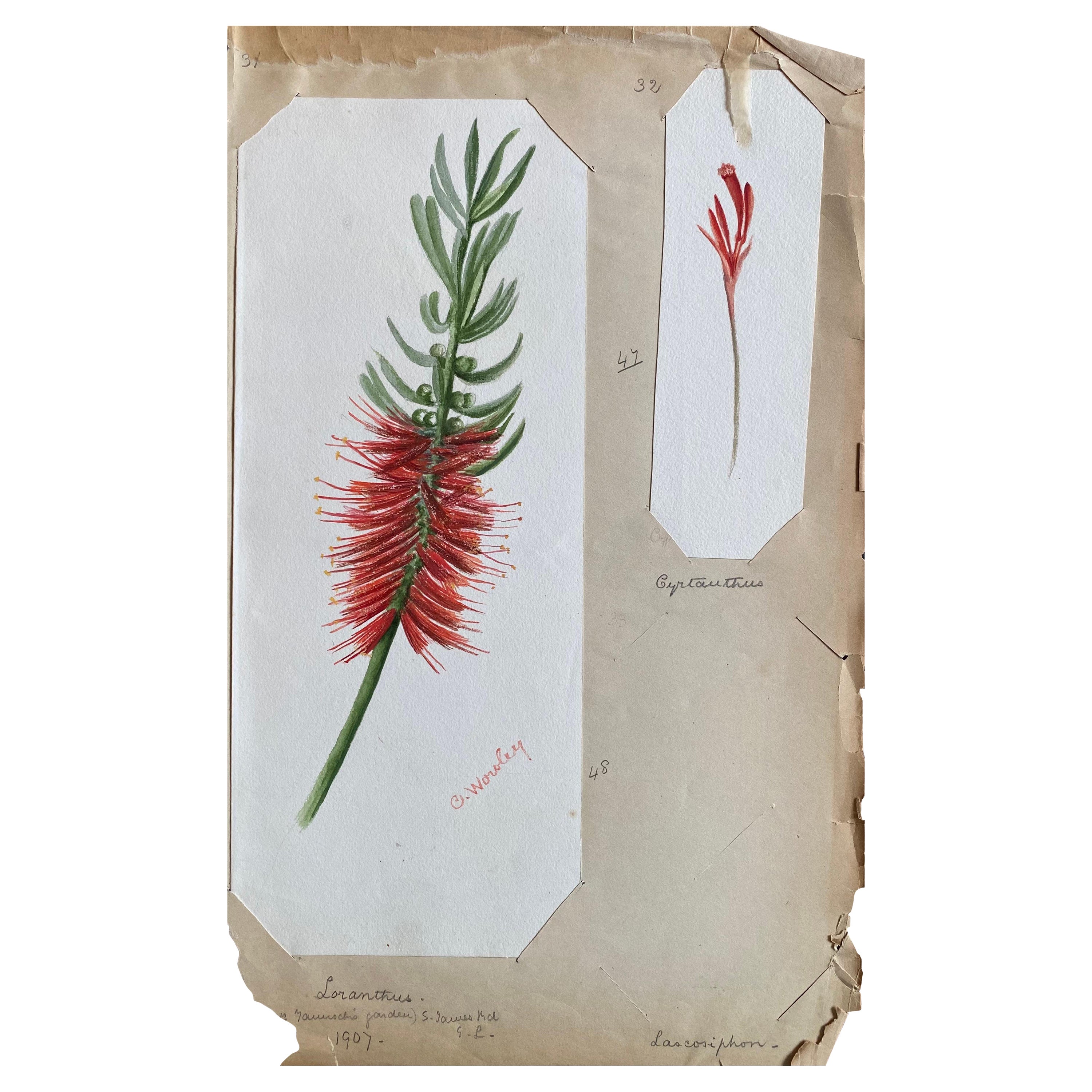 Ensemble de deux belles peintures à l'aquarelle botaniques britanniques anciennes, datant des années 1900 environ 
