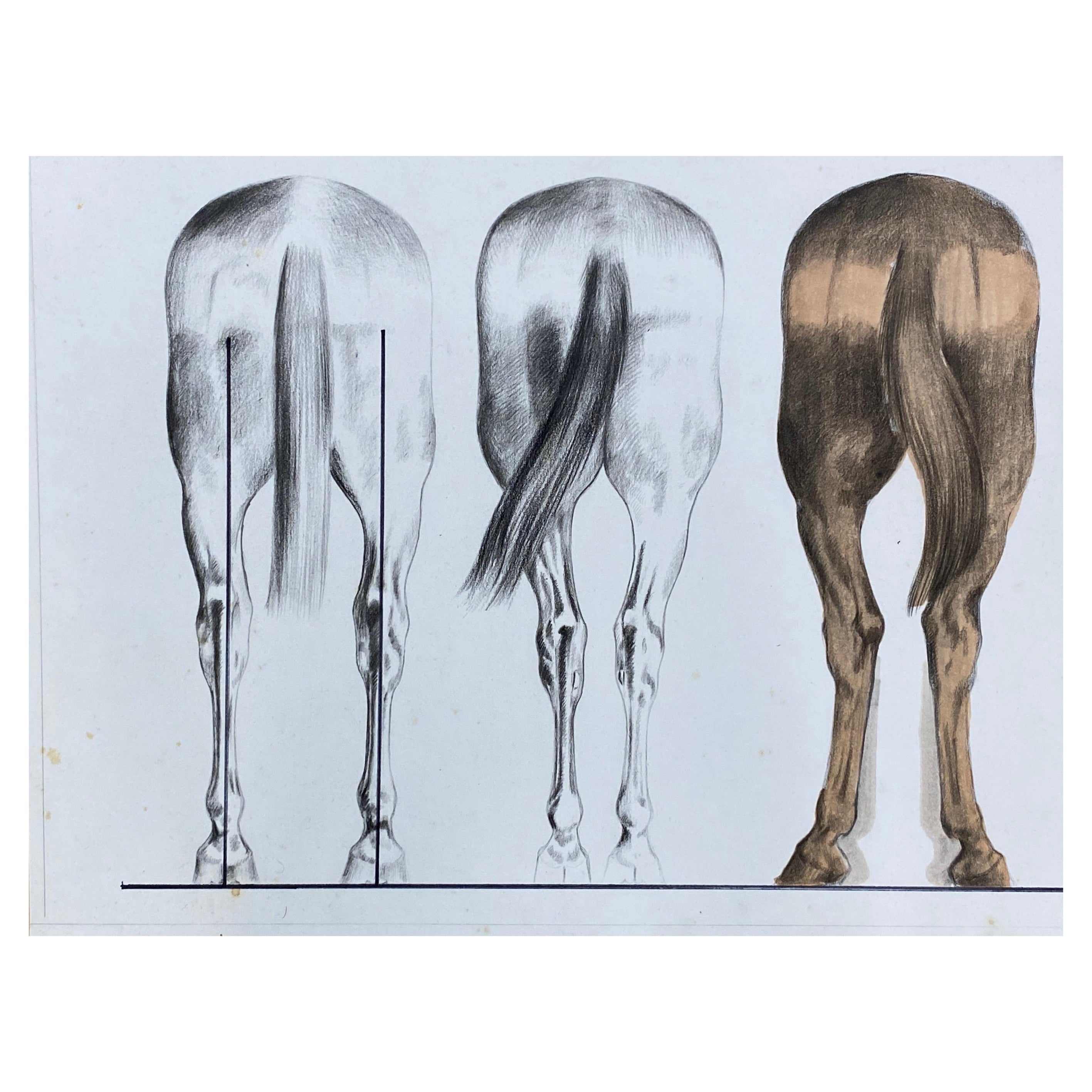 Anatomy of a Horse, Original French Artwork Equestrian Anatomy Study