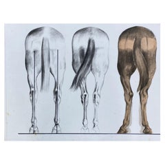 Vintage Anatomy of a Horse, Original French Artwork Equestrian Anatomy Study
