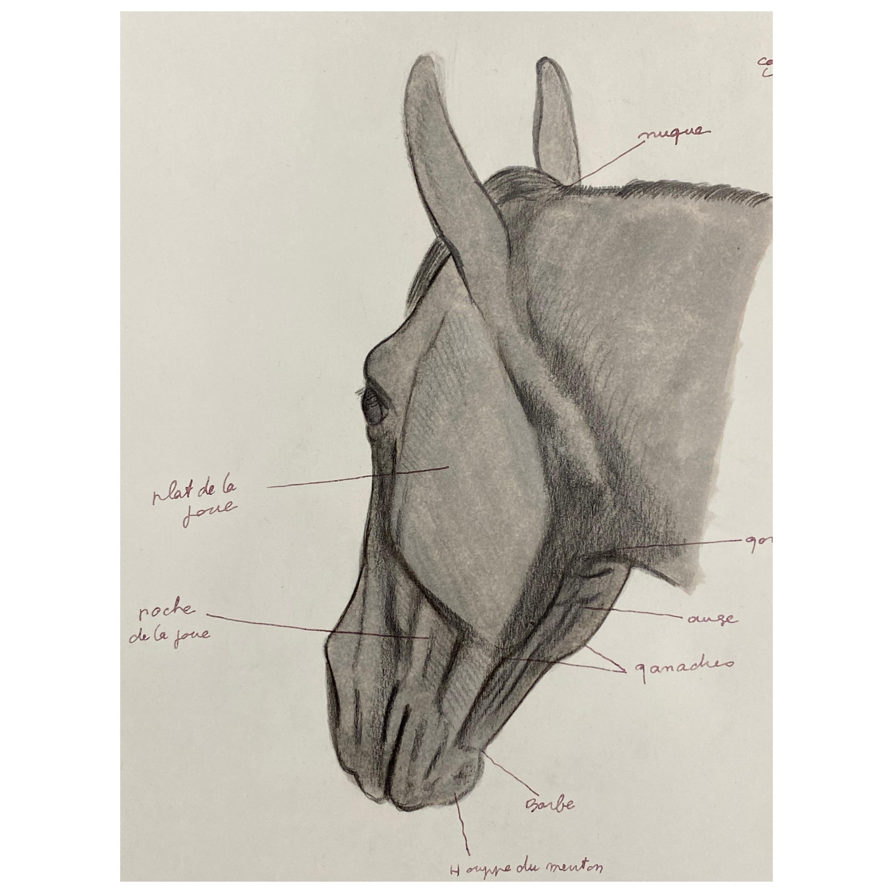 Anatomie eines Pferdes, Original französisches Kunstwerk, Pferde Anatomiestudie