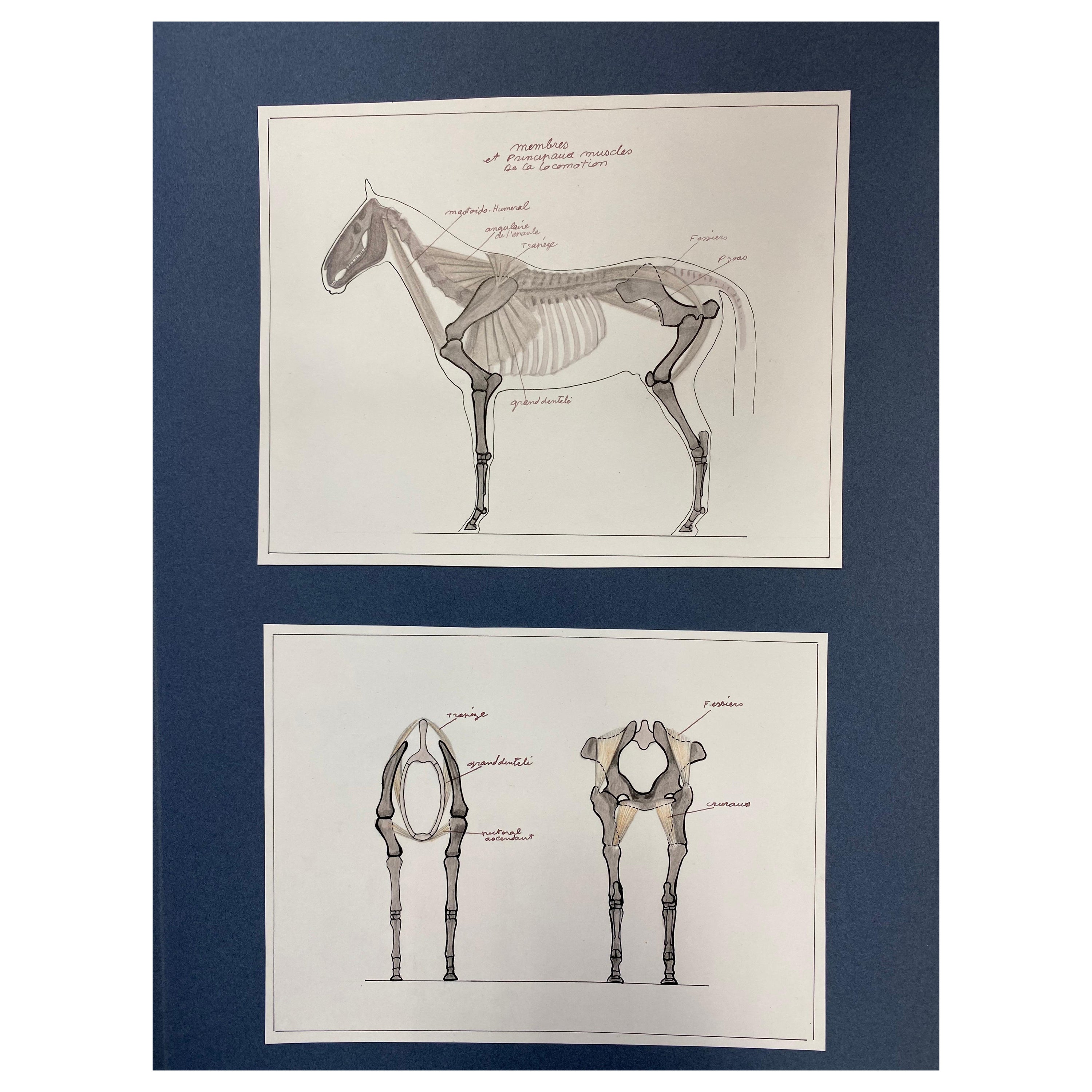 Anatomy Drawings of a Horse, Original French Artwork Equestrian Anatomy Study