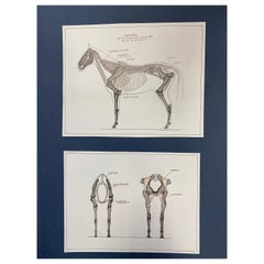 Vintage Anatomy Drawings of a Horse, Original French Artwork Equestrian Anatomy Study
