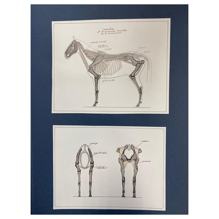 Anatomy Drawings of a Horse, Original French Artwork Equestrian Anatomy  Study For Sale at 1stDibs