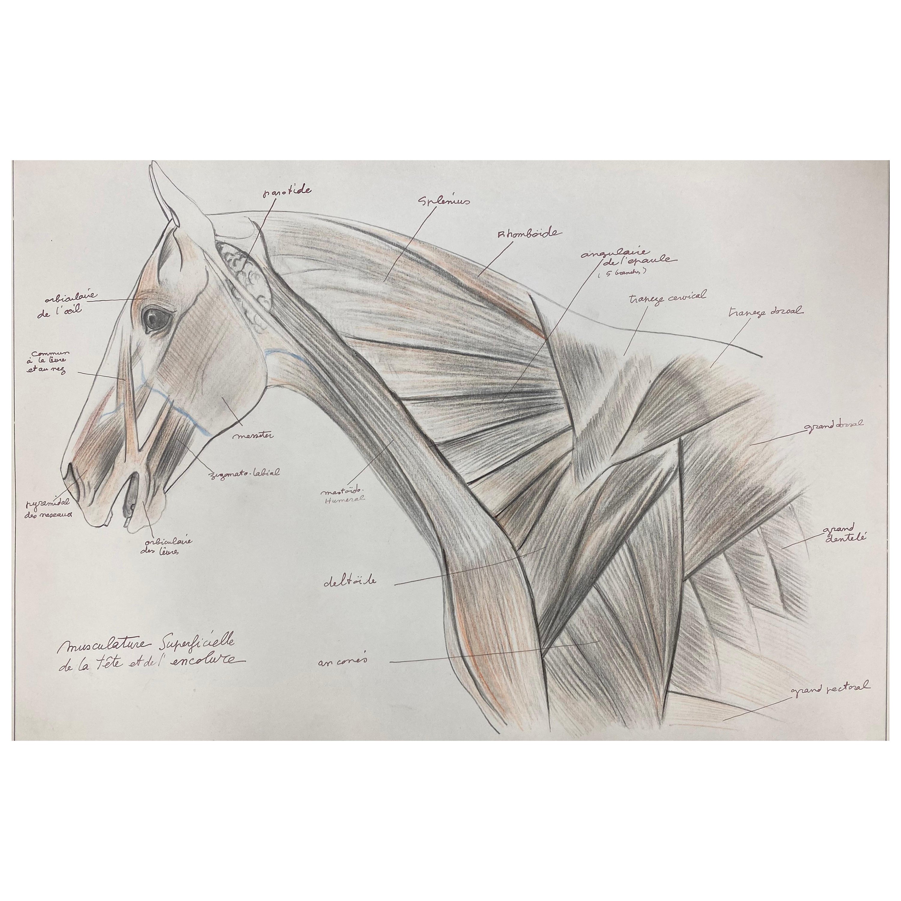 Anatomy Drawing of a Horse, Original French Artwork Equestrian Anatomy Study