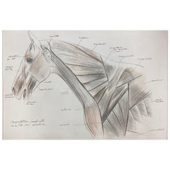 Vintage Anatomy Drawing of a Horse, Original French Artwork Equestrian Anatomy Study