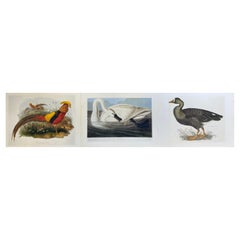 Vintage Classic Bird Color Prints x 3, Beautiful Set of 3 Classical Birds