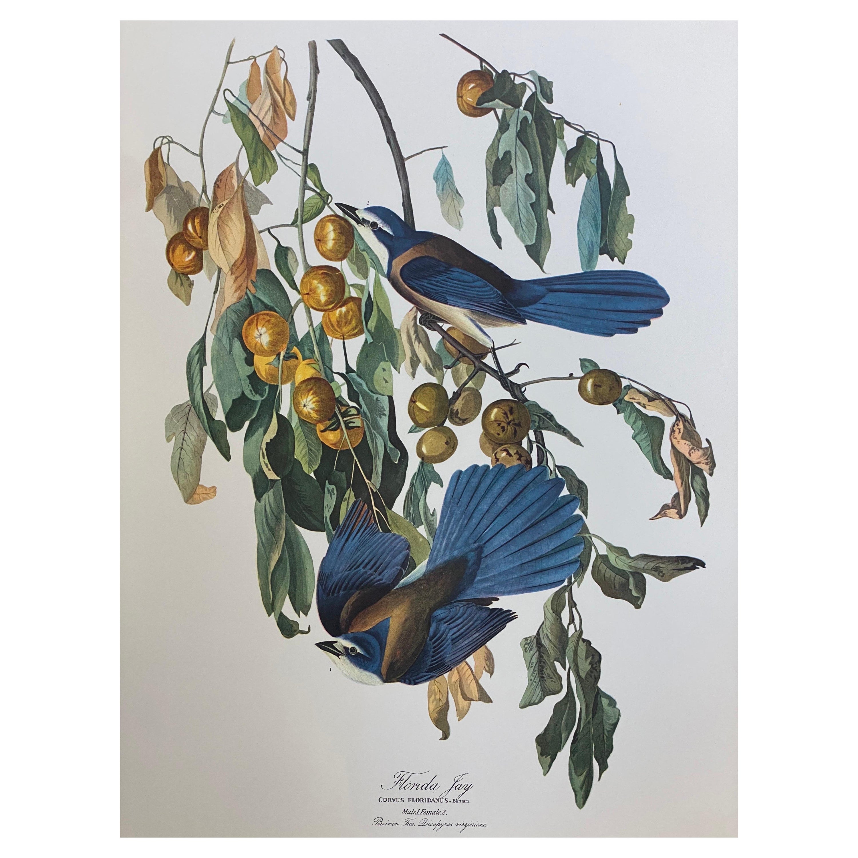 Large Classical Bird Color Print after John James Audubon, Florida Jay
