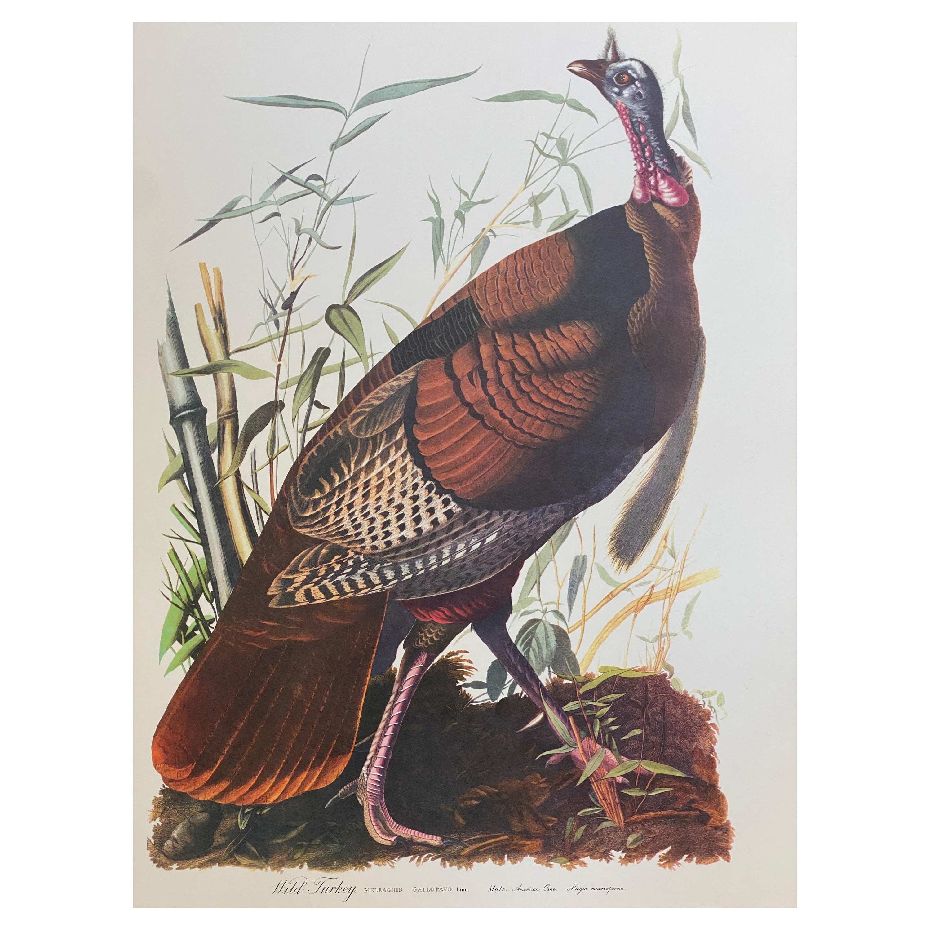 Large Classical Bird Color Print After John James Audubon, Wild Turkey For Sale