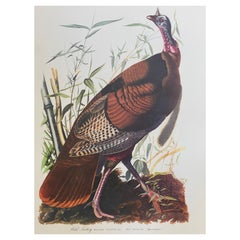 Vintage Large Classical Bird Color Print After John James Audubon, Wild Turkey