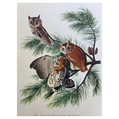 Large Classical Bird Color Print After John James Audubon, Little Screech Owls