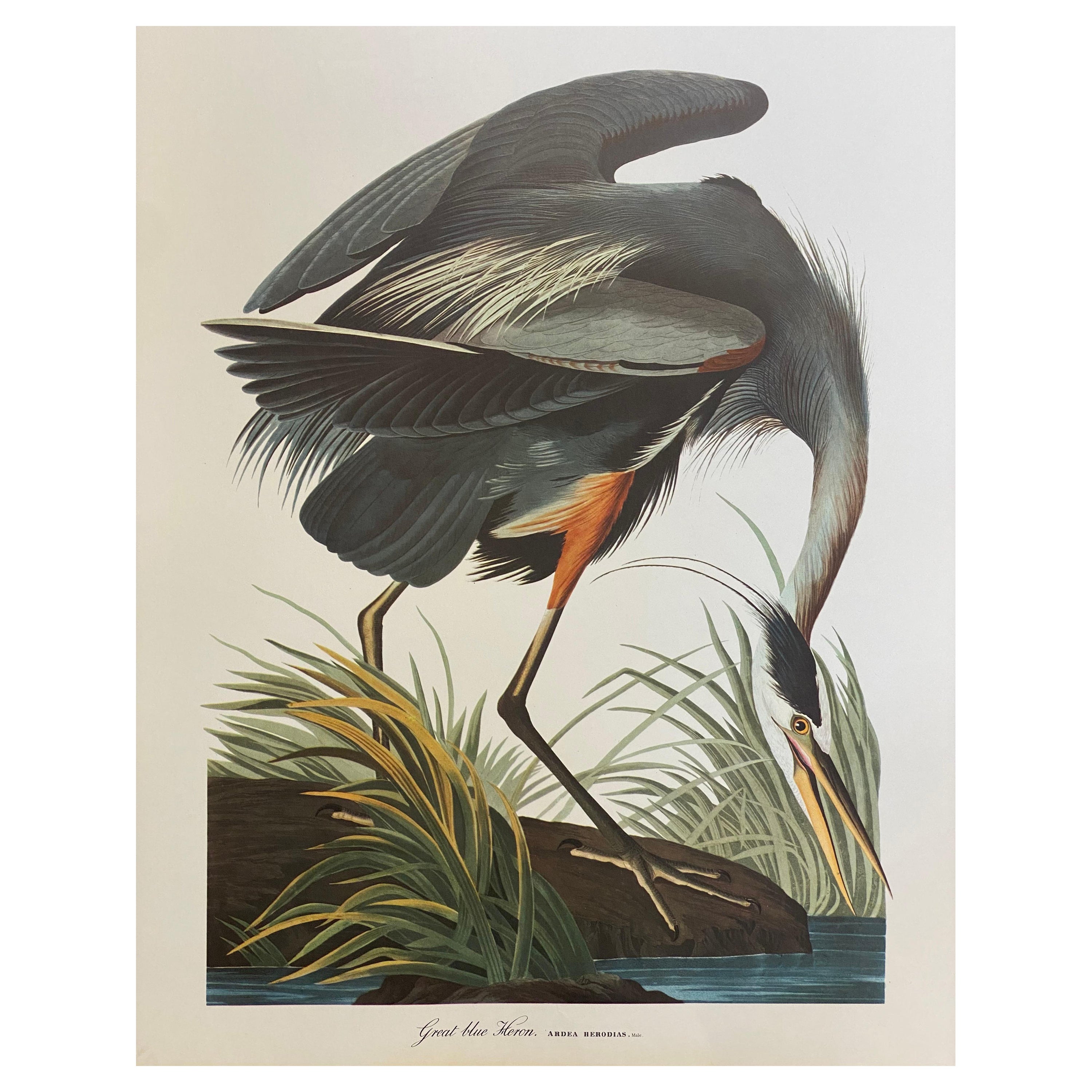 Large Classical Bird Color Print After John James Audubon, Great Blue Heron For Sale