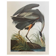 Vintage Large Classical Bird Color Print After John James Audubon, Great Blue Heron