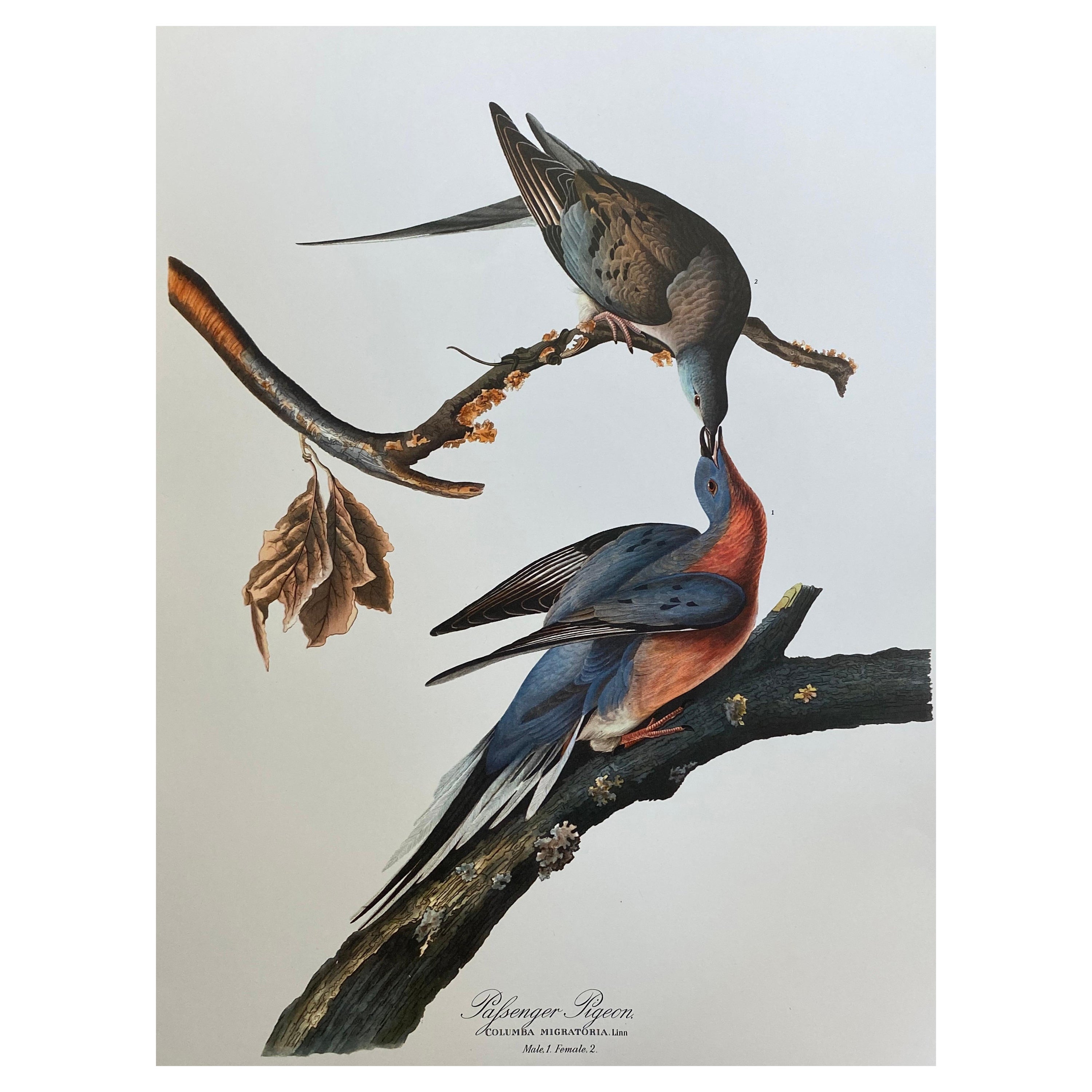 Large Classical Bird Color Print after John James Audubon, Passenger Pigeon