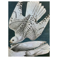 Large Classical Bird Color Print after John James Audubon -Iceland Or Ler Falcon