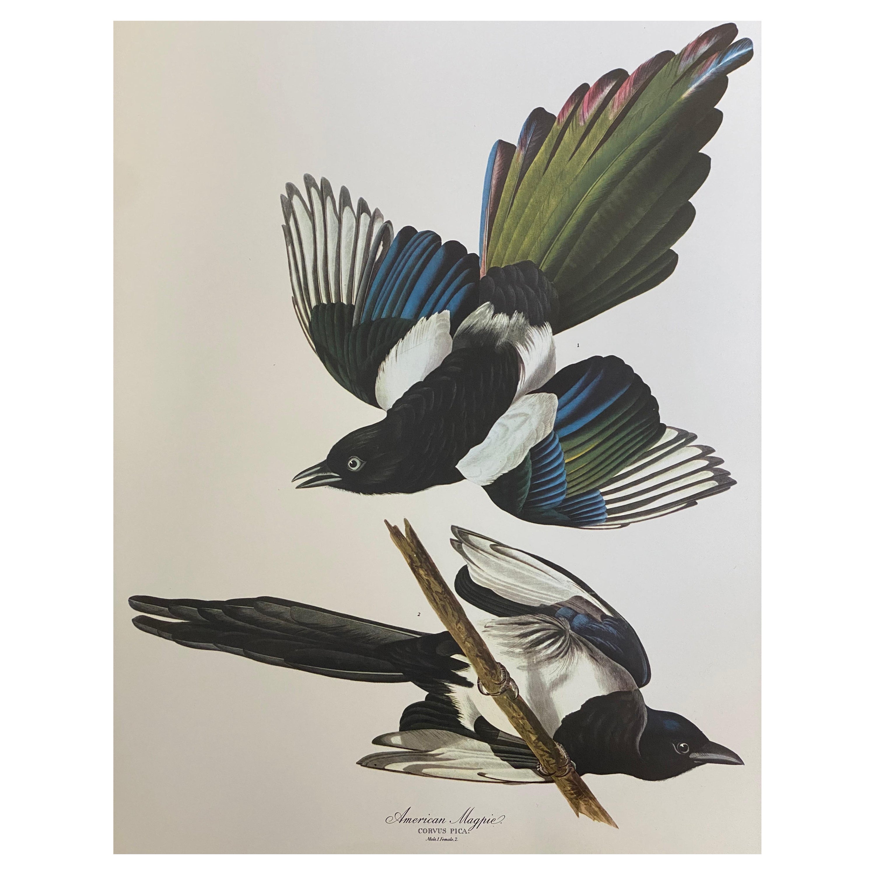 Grand imprimé classique en couleur oiseau d'après John James Audubon, American Magpie en vente