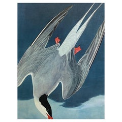 Vintage Large Classical Bird Color Print after John James Audubon, Artic Tern