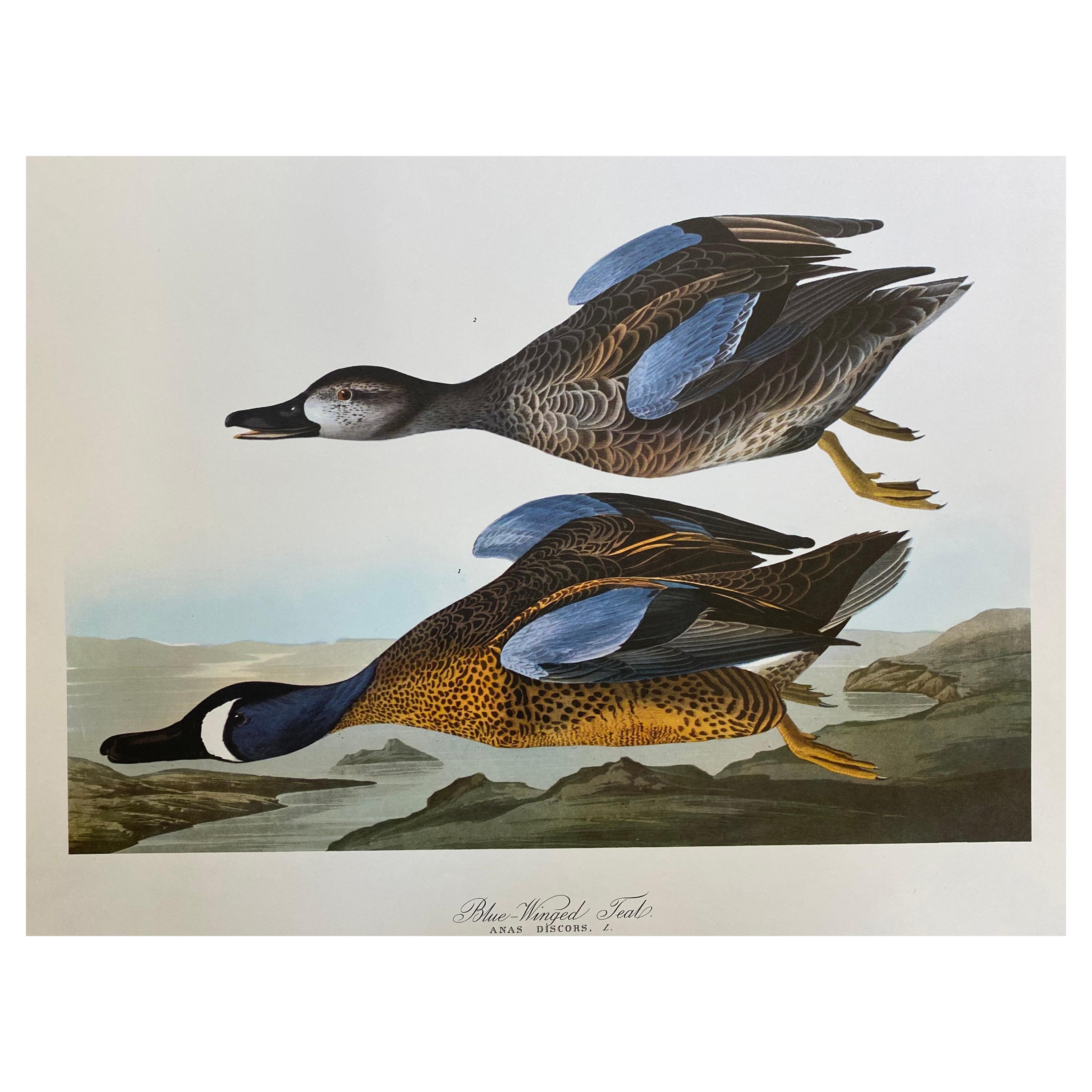 Grande estampe classique en couleur oiseau ailé bleu sarcelle d'après John James Audubon en vente