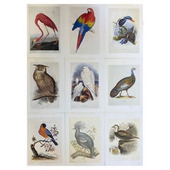 Classic Bird Color Prints x 9, Beautiful Set of 9 Classical Birds