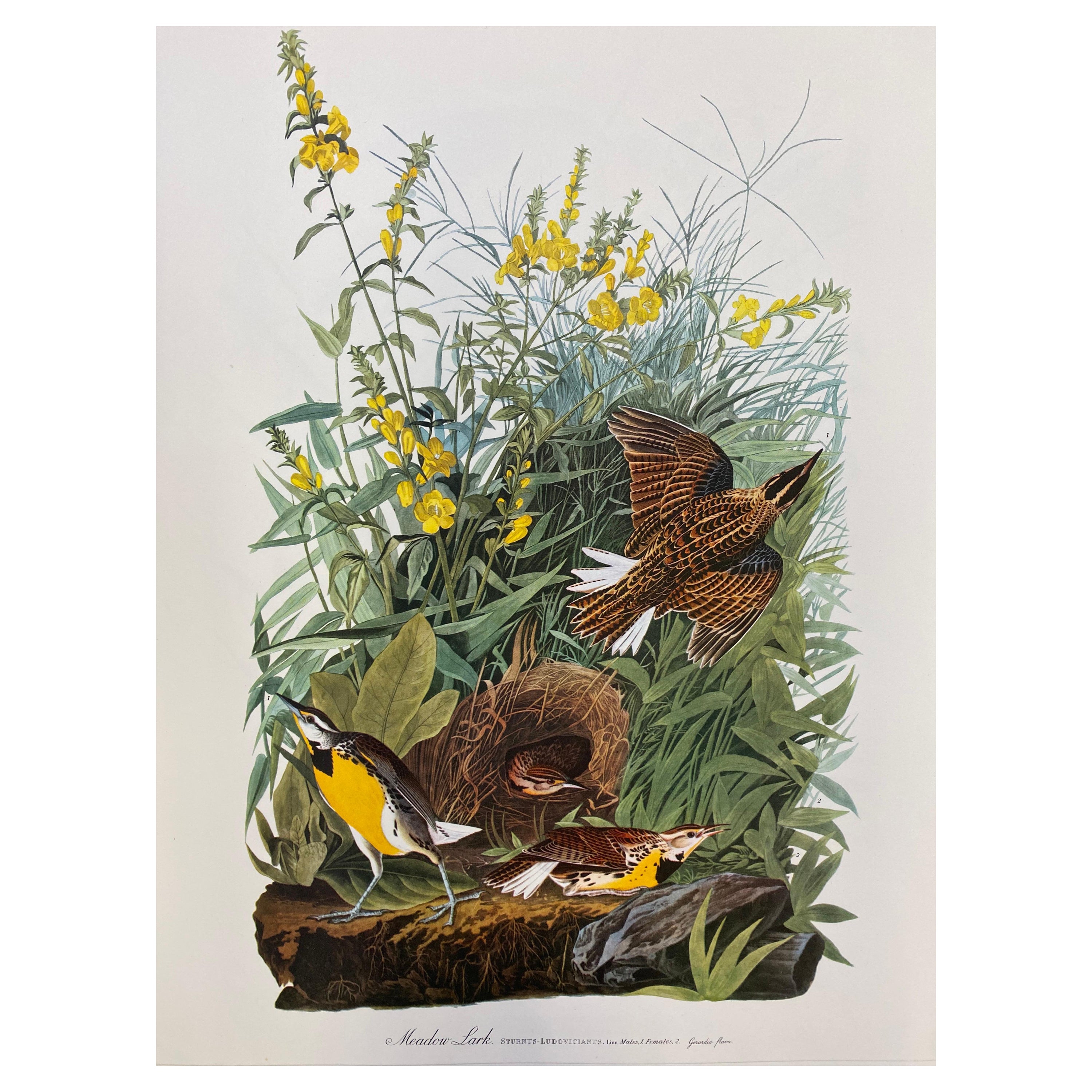 Large Classical Bird Color Print after John James Audubon, Meadow Lark For Sale