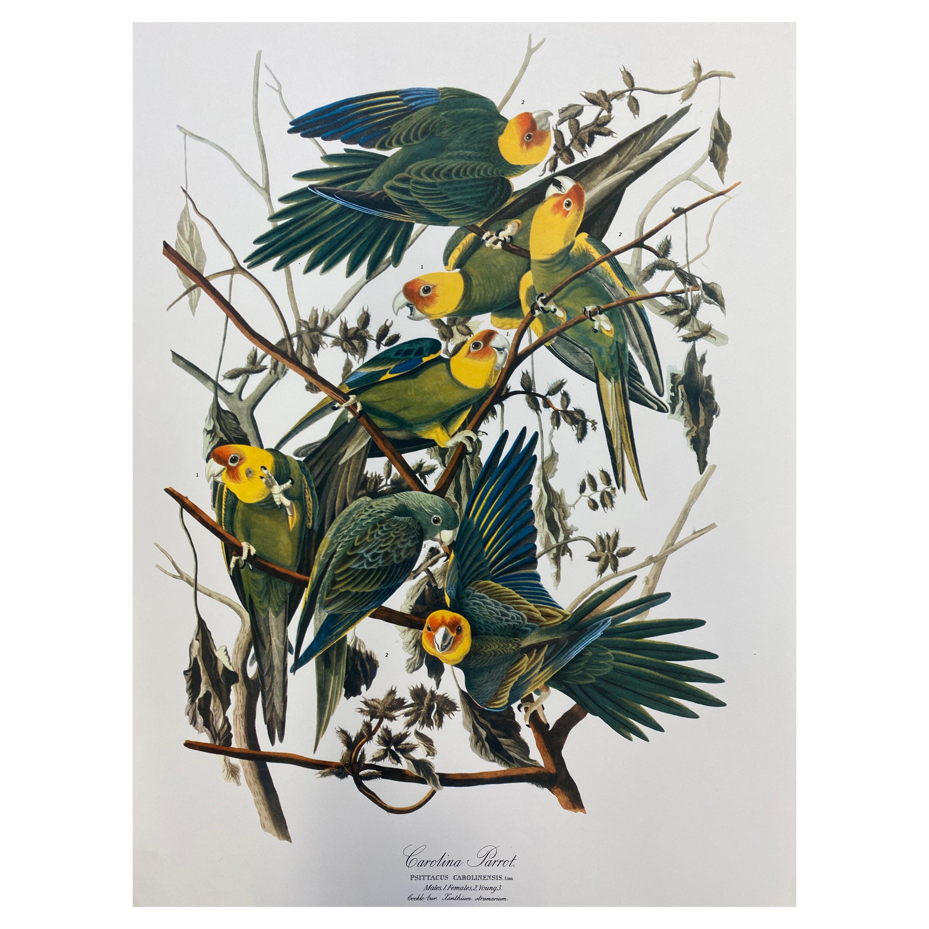 Grand imprimé classique d'oiseaux en couleur d'après John James Audubon, Carolina Parrot