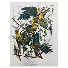 Vintage Large Classical Bird Color Print After John James Audubon, Carolina Parrot