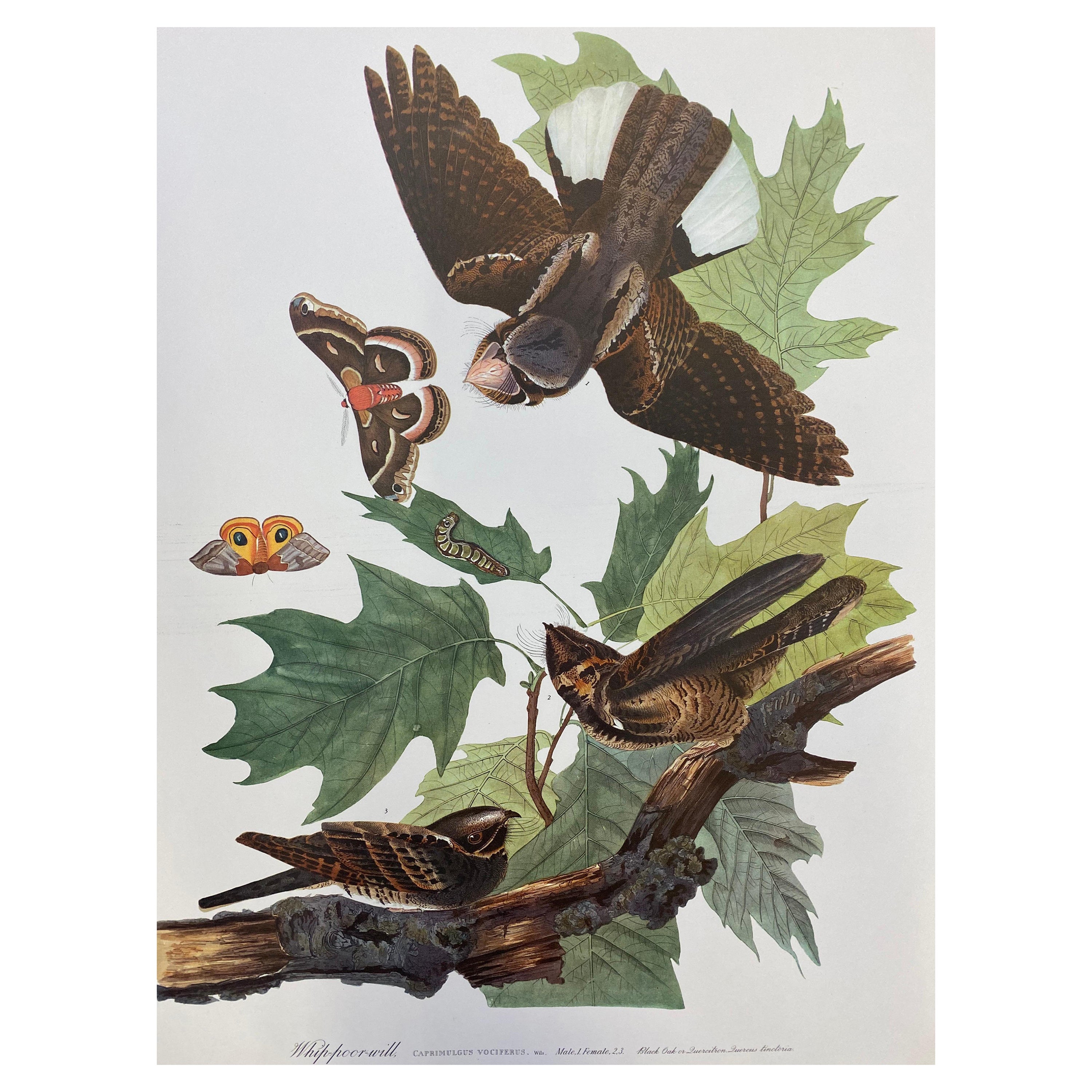 Large Classical Bird Color Print after John James Audubon, Brown Pelican For Sale