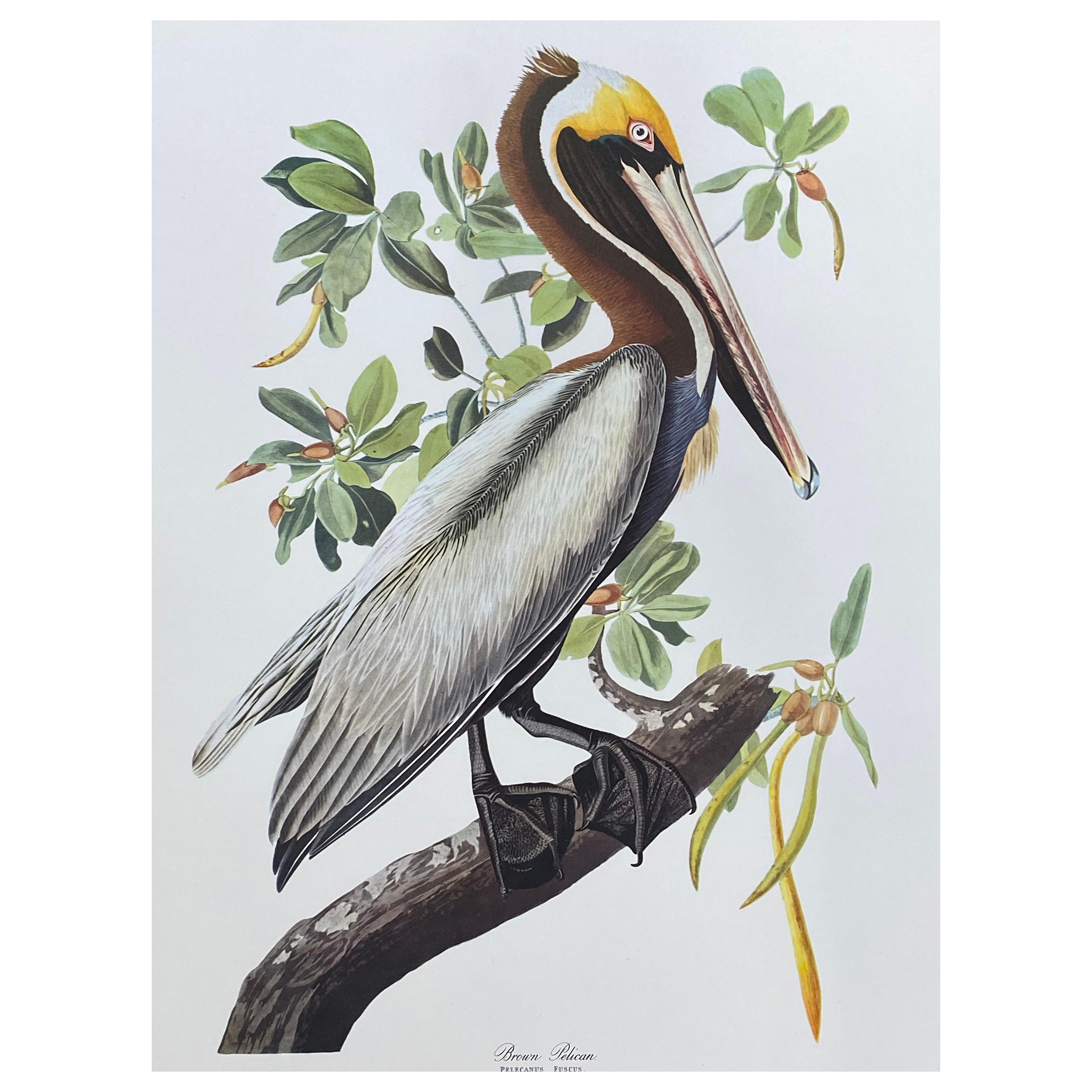 Large Classical Bird Color Print after John James Audubon, Broad Winged Hawk For Sale
